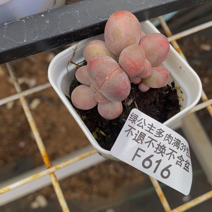 糖果美人5cm616多肉