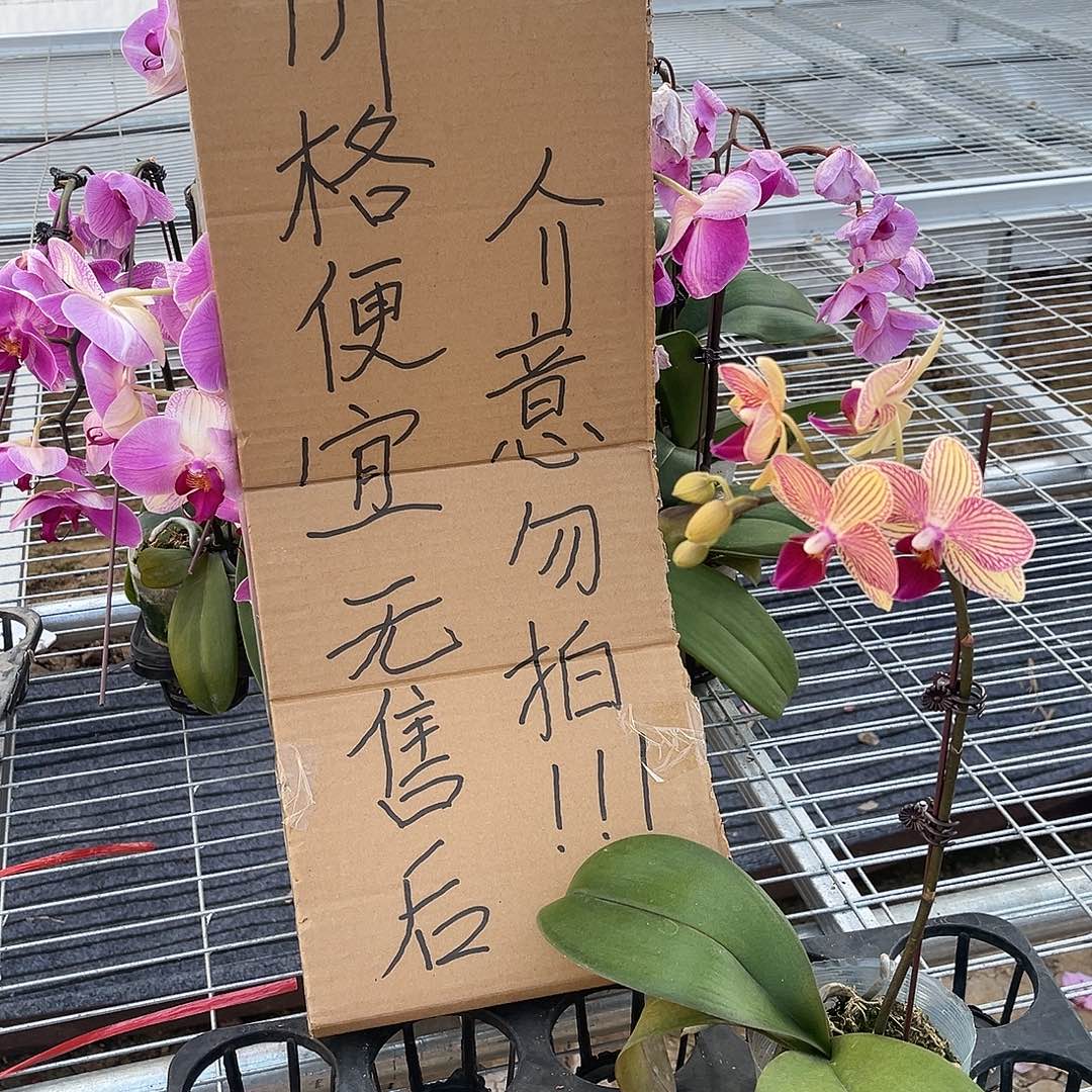 芄***子完全开放蝴蝶兰 不售后