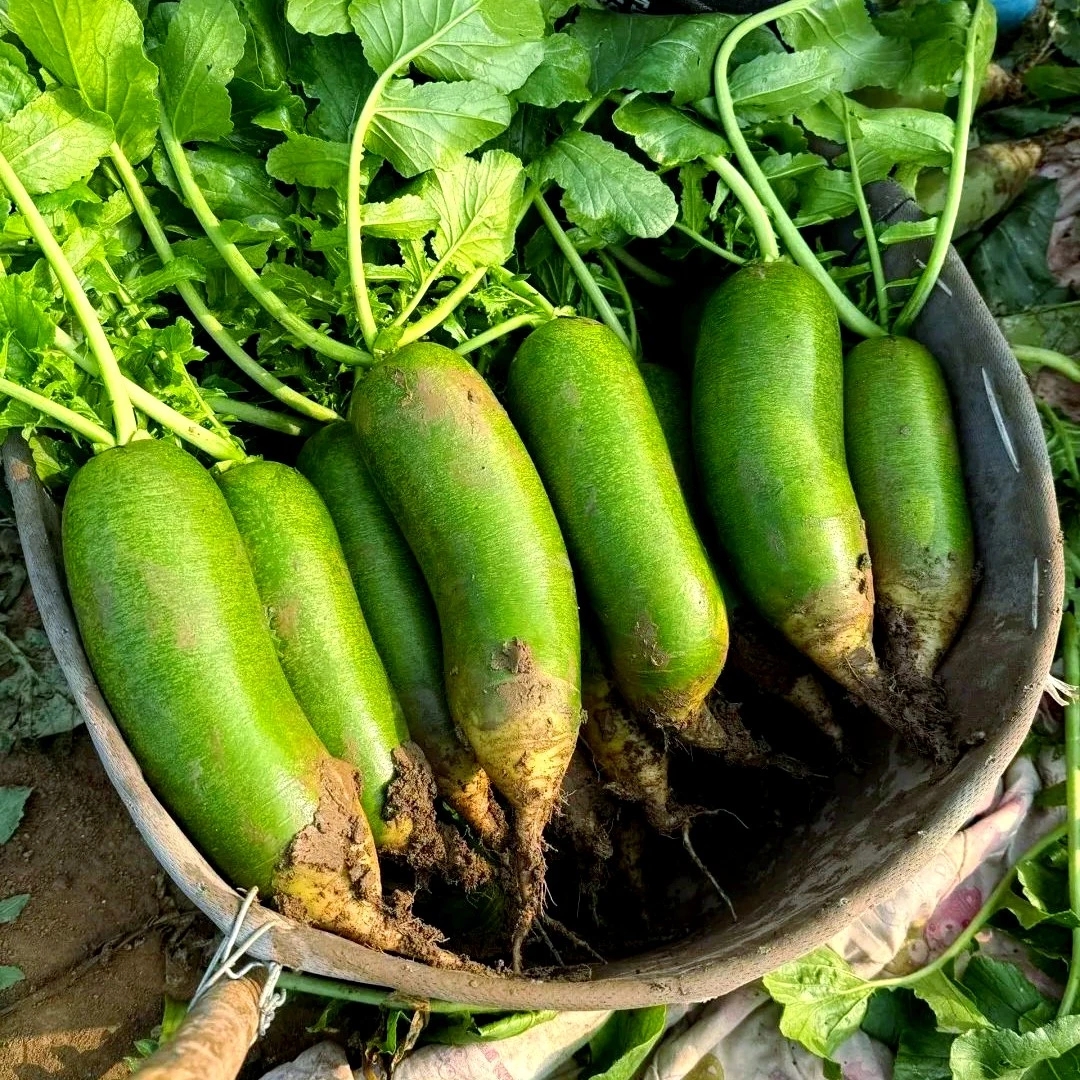 【正宗小沙窝村沙窝萝卜】天星2号 拍5斤送3斤 清脆爽口 鲜嫩多汁 顺丰京东次日达！