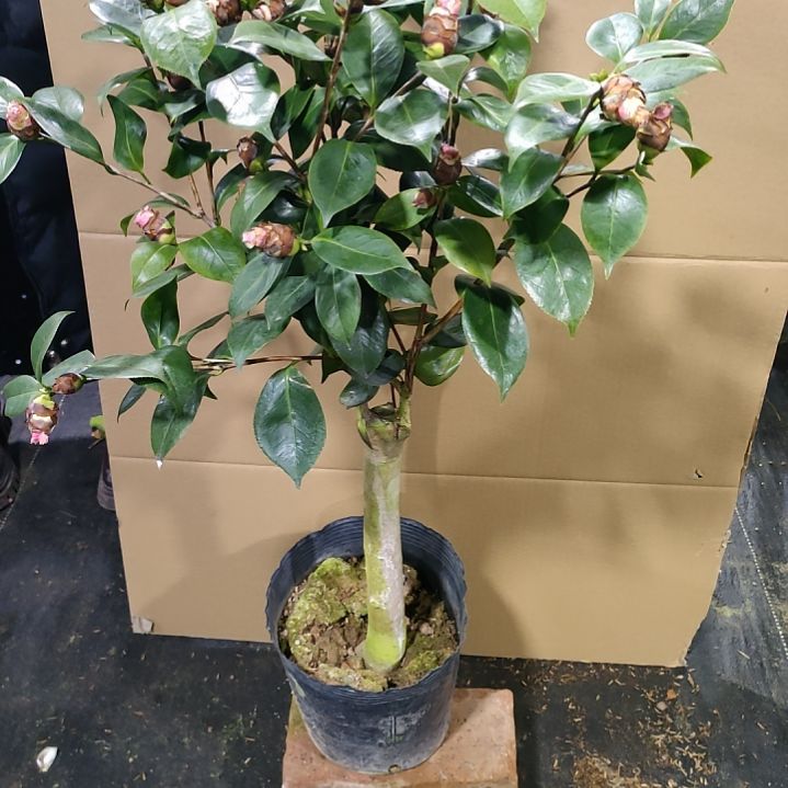 272依恋贝蒂，原盆原土发货