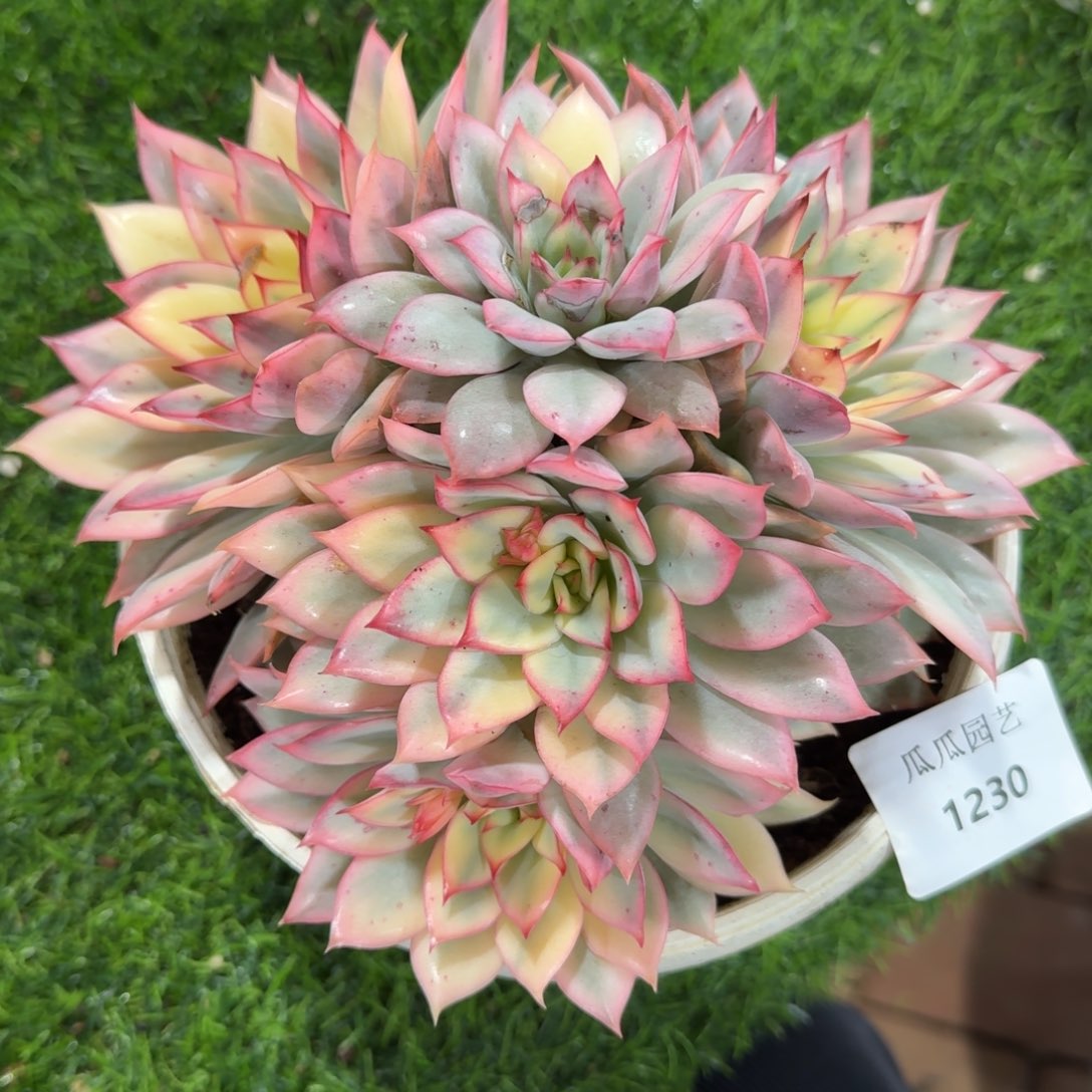 1230月光女神锦多肉植物