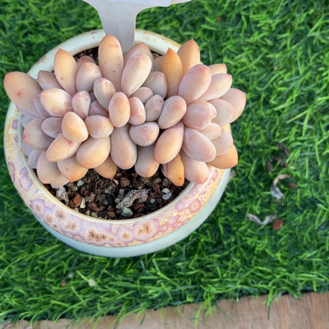 小****0745不带盆 满30包邮天冷必拍保温箱