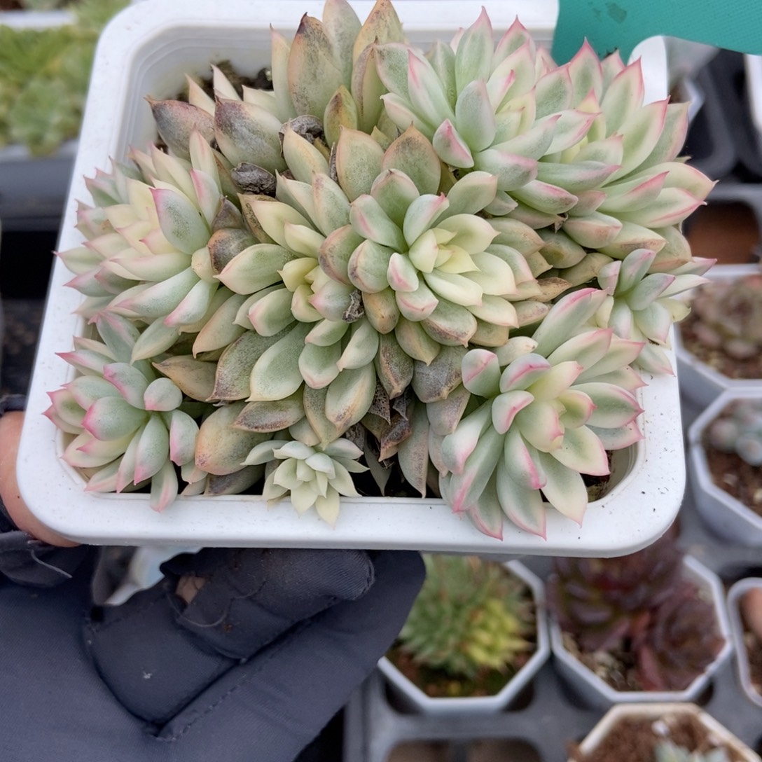 1140女雏锦多肉植物
