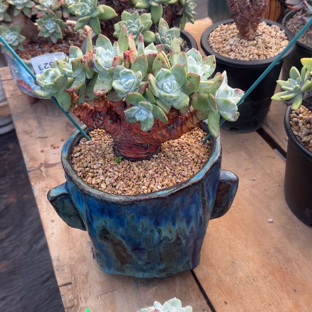 皖***y谢谢姐姐～爱你爱你