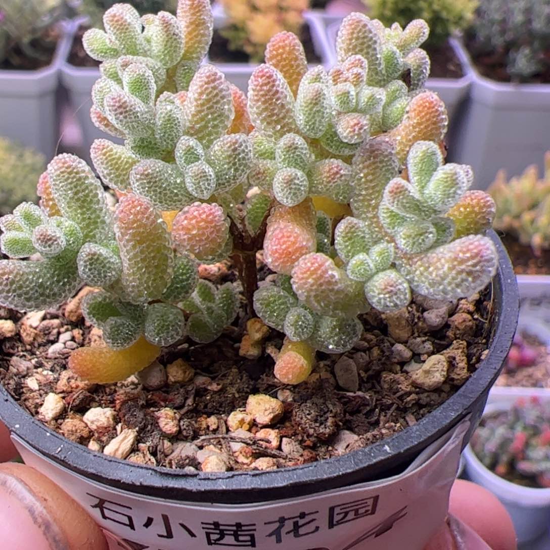 多肉植物枝干冰晶