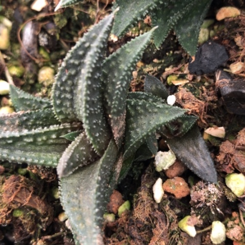 鬼瓦硬叶多肉植物