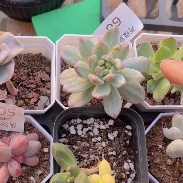 拉丝锦多肉植物66