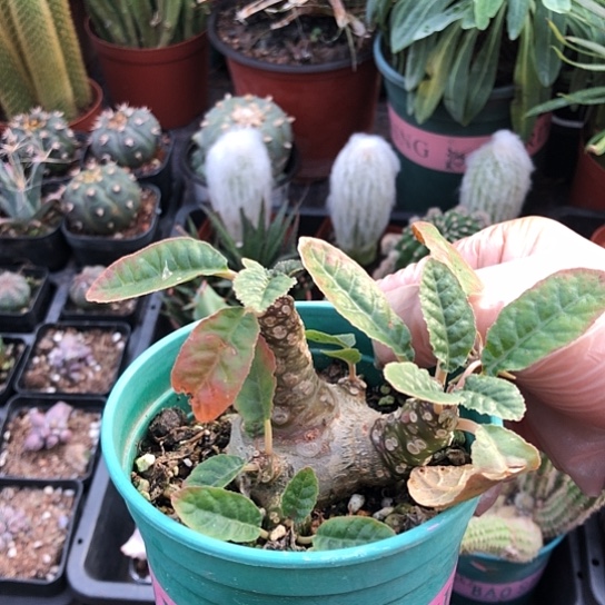 支***持无花朵琉桑带盆土包邮发货