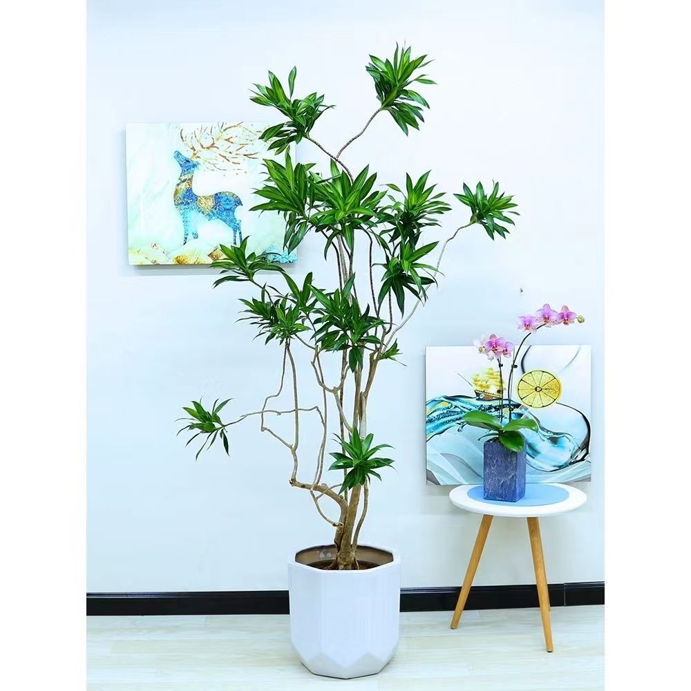 高端百合竹大型盆栽客厅金心绿植室内办公室老桩造型真花轻奢好养