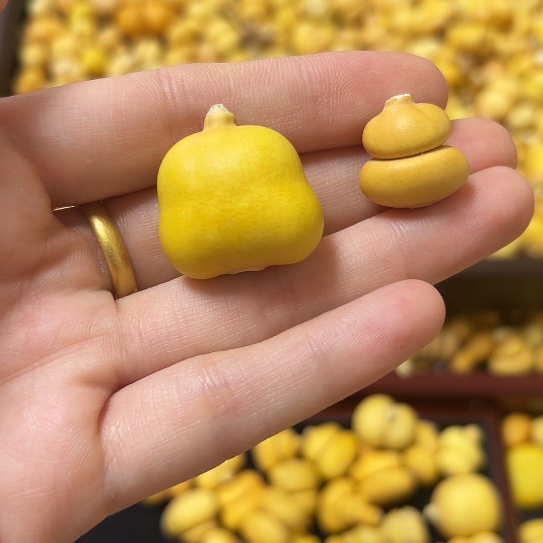 ****见葫芦葫芦葫芦葫芦