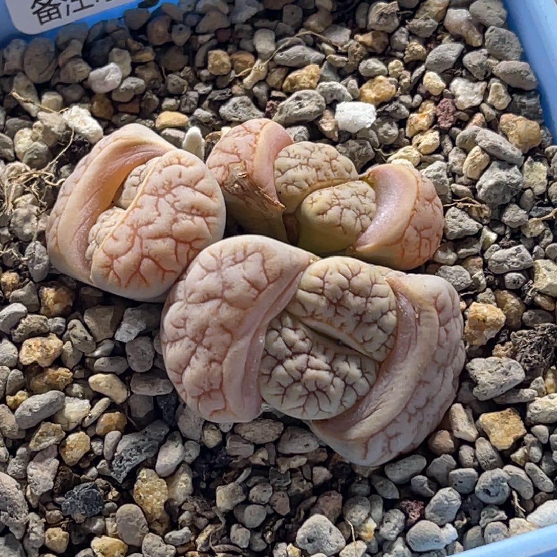 5886三头粉皮189凹凸