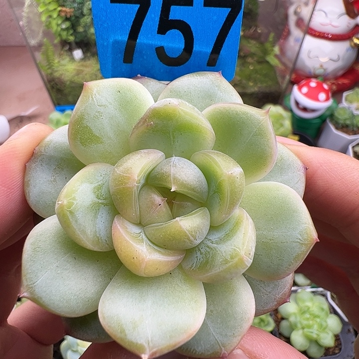 甜心322福利米格多肉