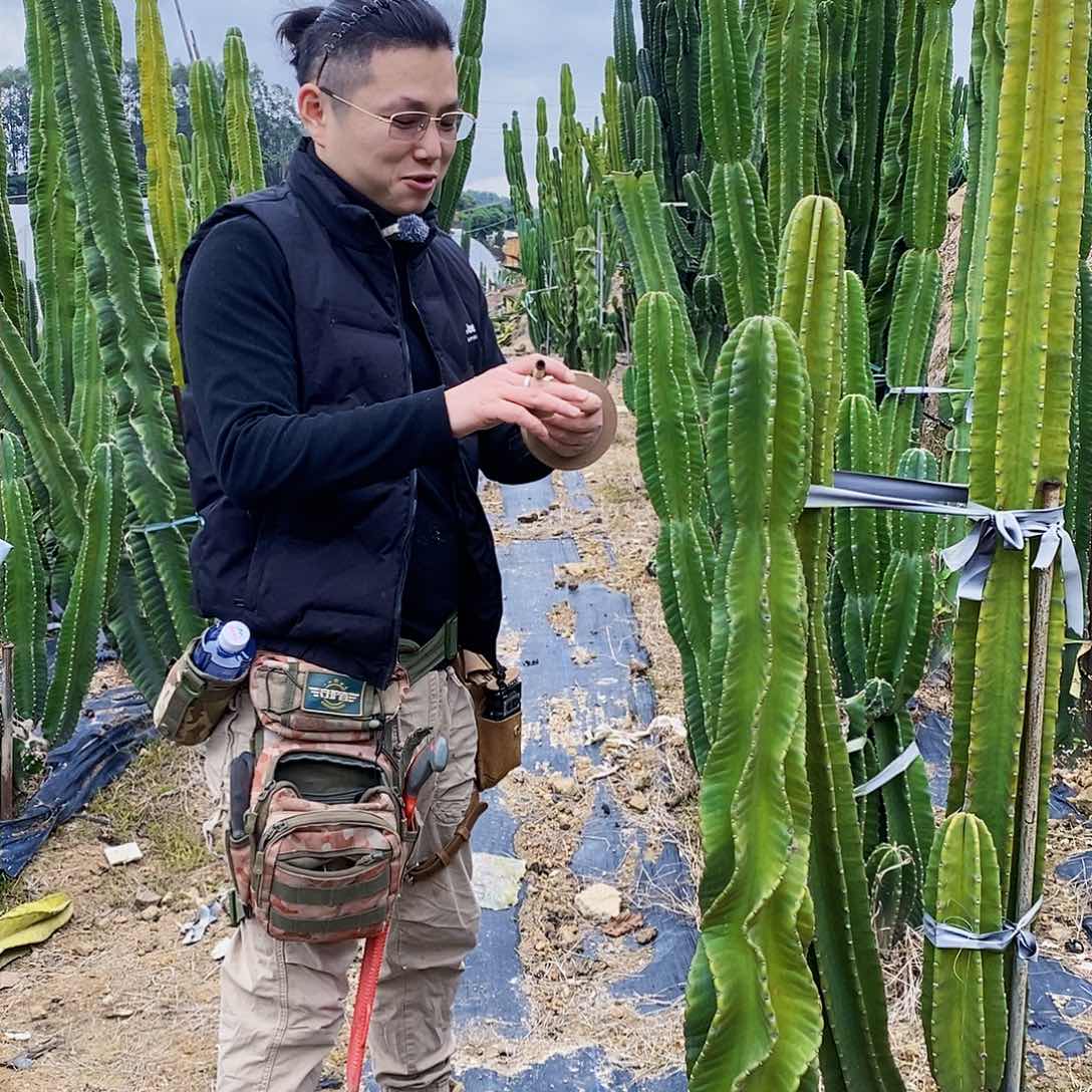 易*秘鲁苹果高度125厘米左右无根寄养