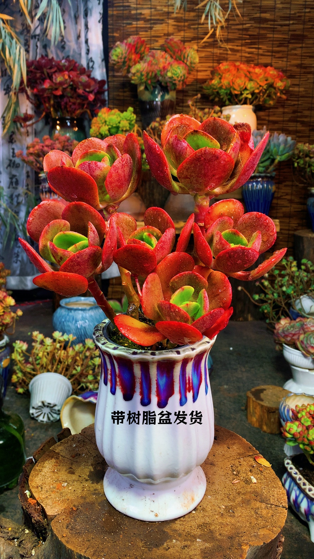 z大唐玫瑰  精品多肉 新手好养 带好盆好土 云南基地直发