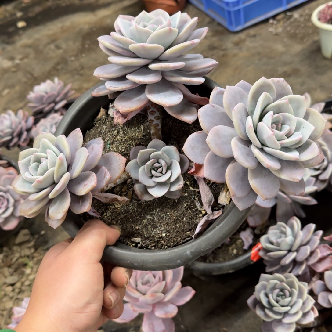 红茶三头起老桩大盆