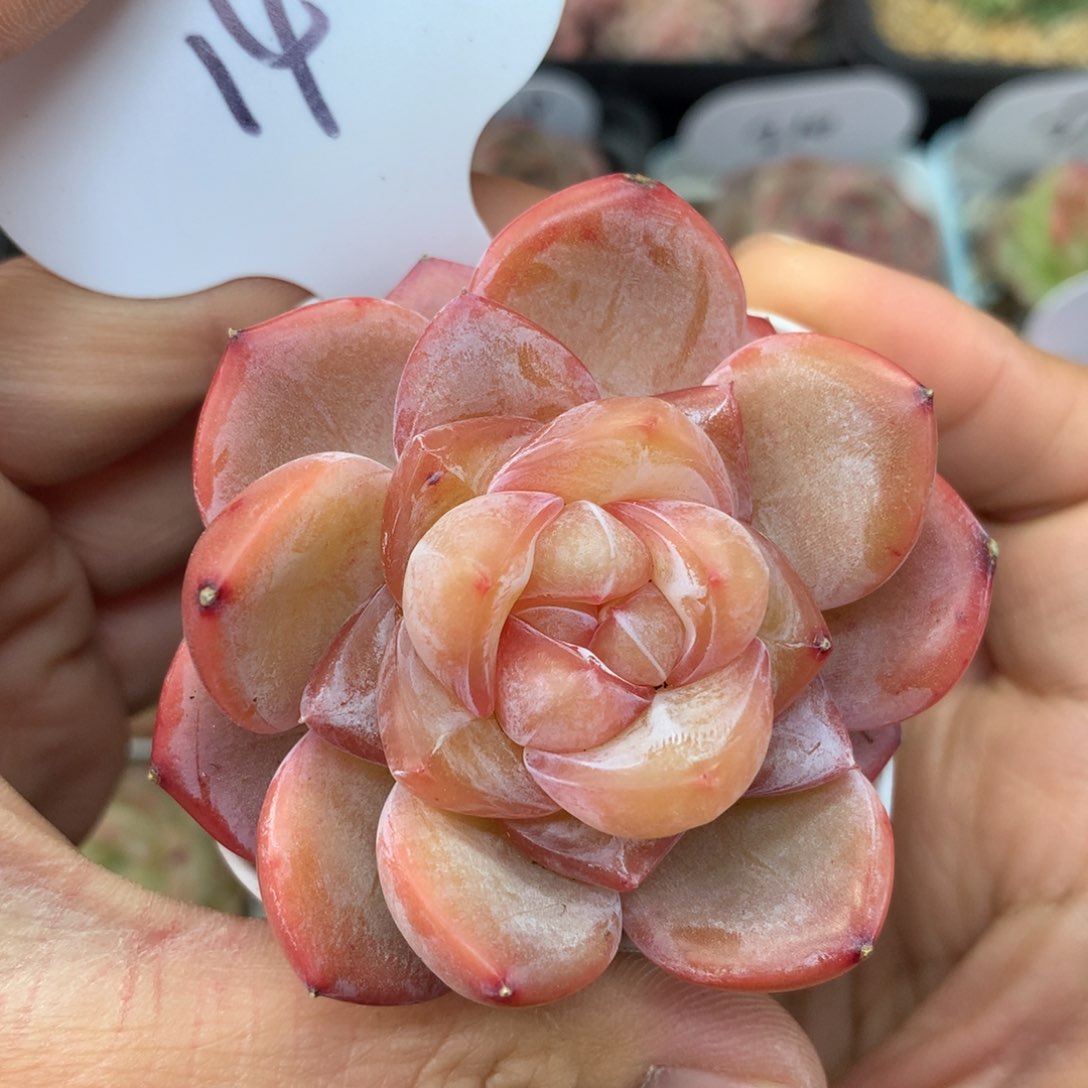 金雀珍妮单头14多肉