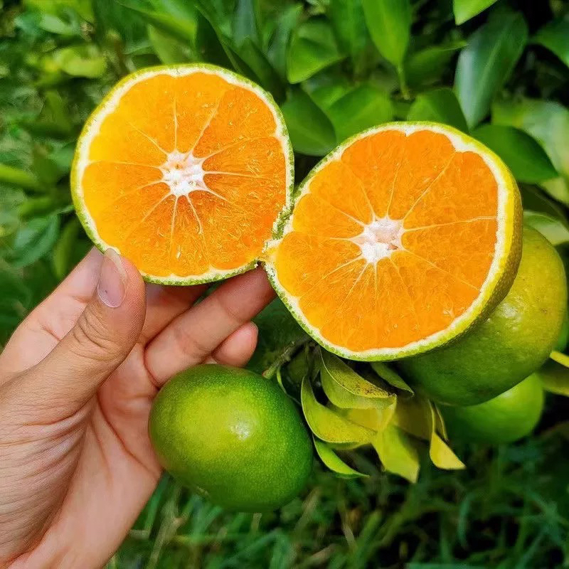 无籽蜜橘青皮桔子酸甜多汁当季新鲜水果整箱包邮云南省