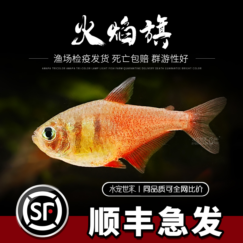 直播火焰旗热带鱼群游观赏火焰群脂鲤鱼红黑扯旗水草缸中游鱼群游