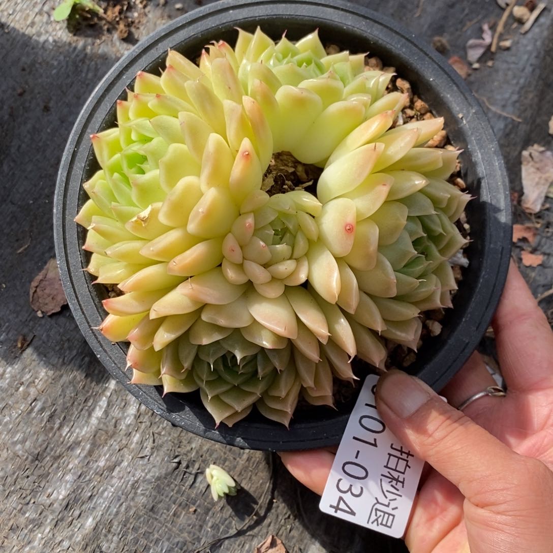 两单包邮0102-34麦秆珍妮