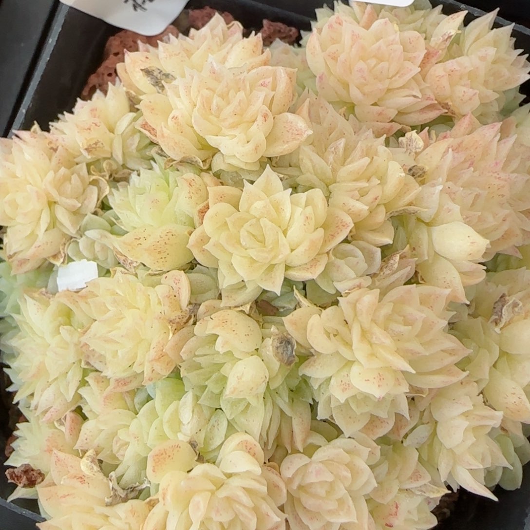 花语逸境0131-135散