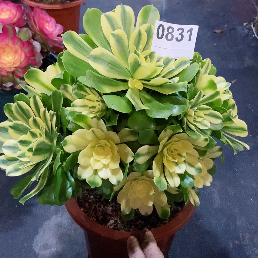 红陶0831辛尼亚4多肉