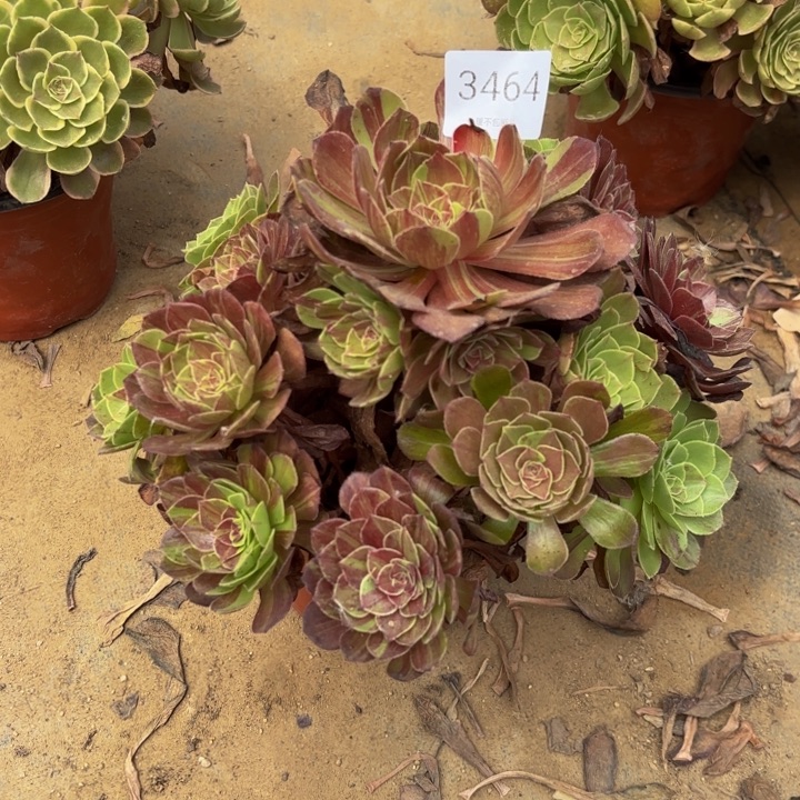 花月夜多肉处理不包断头3464