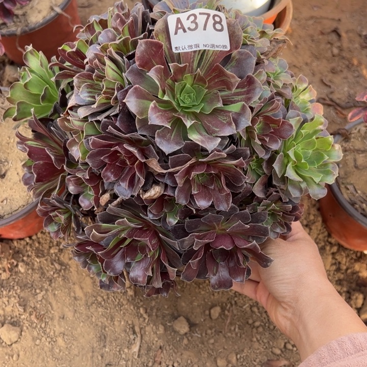 欧若拉多肉植物378.