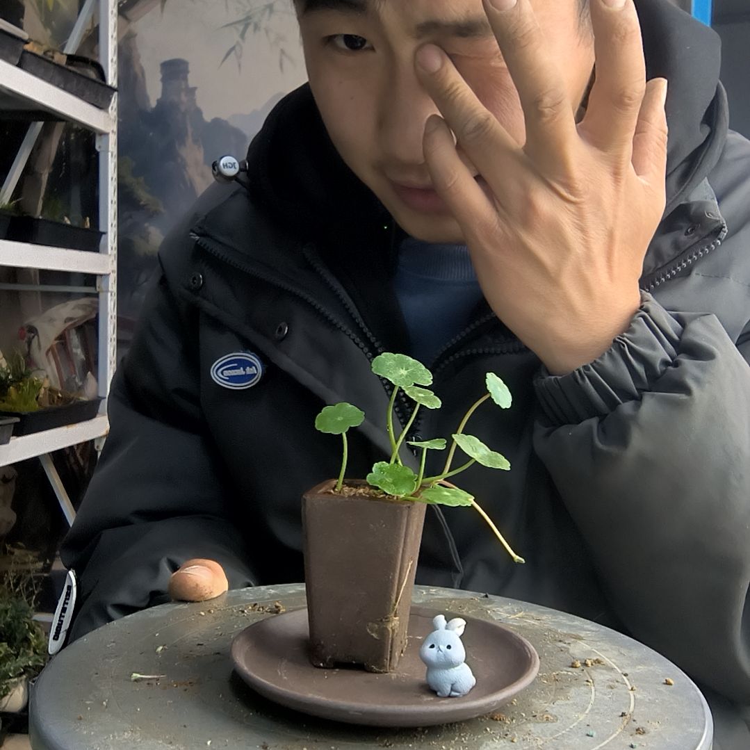 F****心小盆景小植物一物一拍1