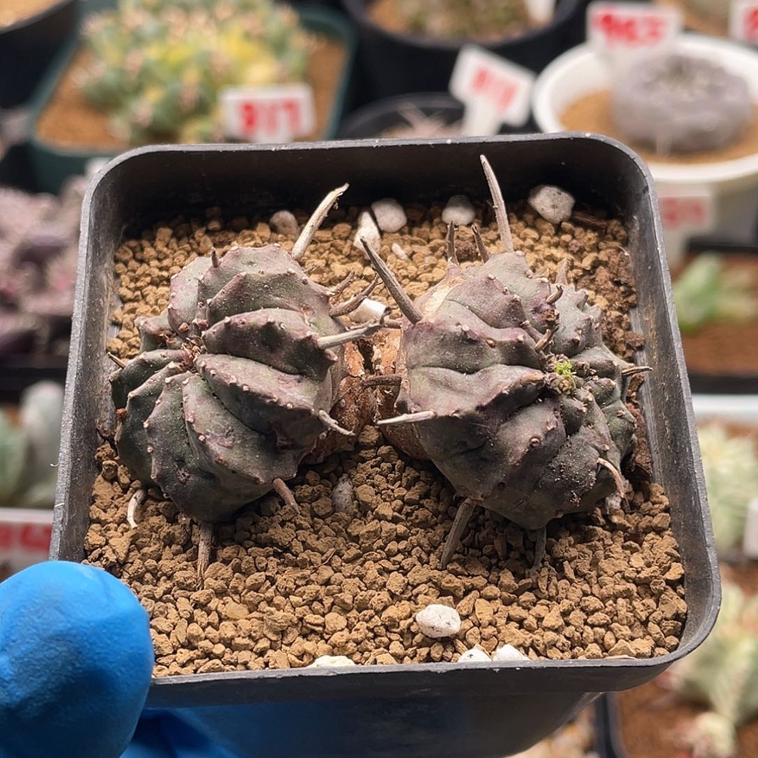 双头法丽达仙人球多肉