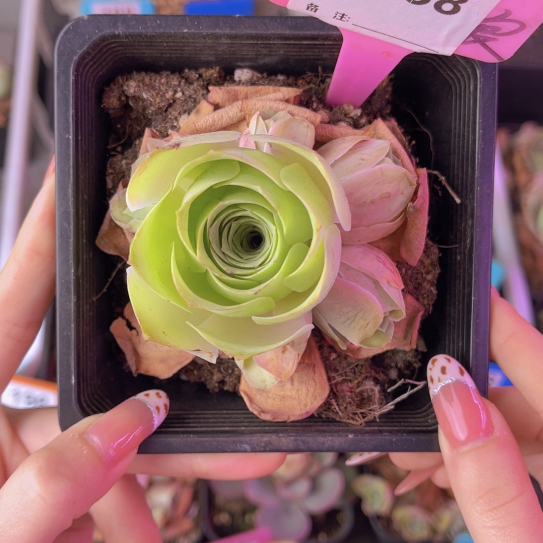 单品一物一拍238号