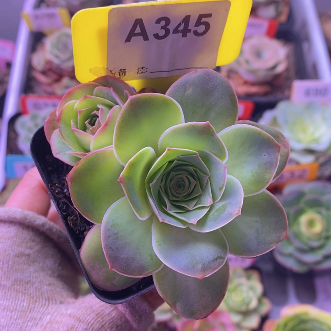 紫陌璃玫瑰多头A345