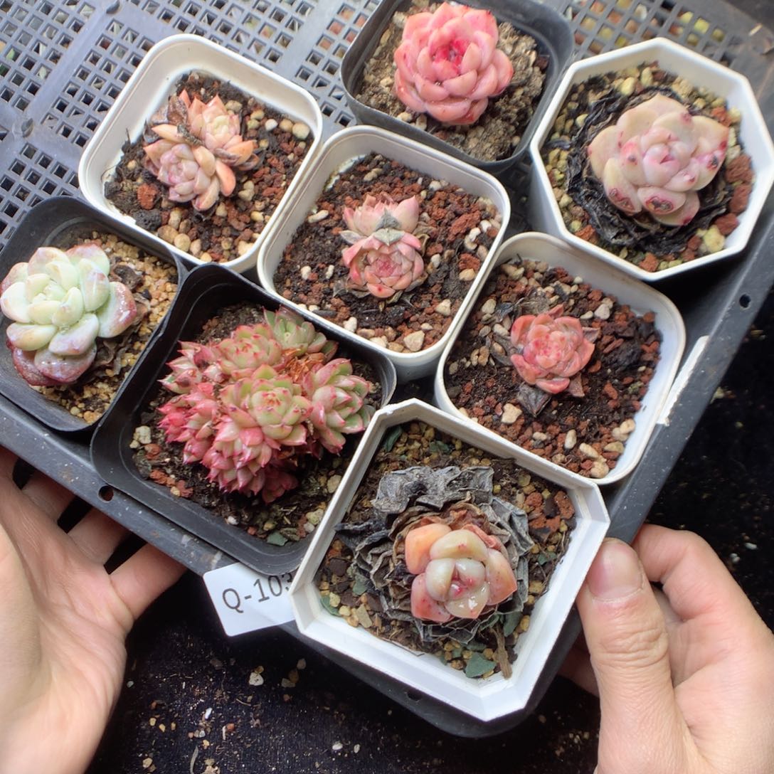 无花朵Q103。yyttyy