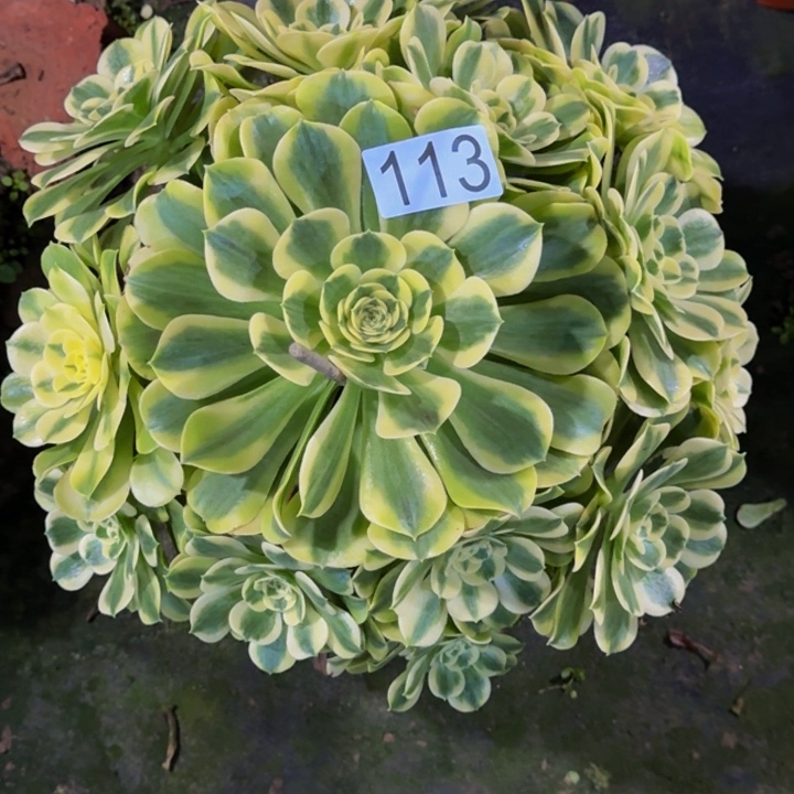 墨***侠000000000113绿豆沙