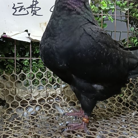 圆环鸽子青年一只