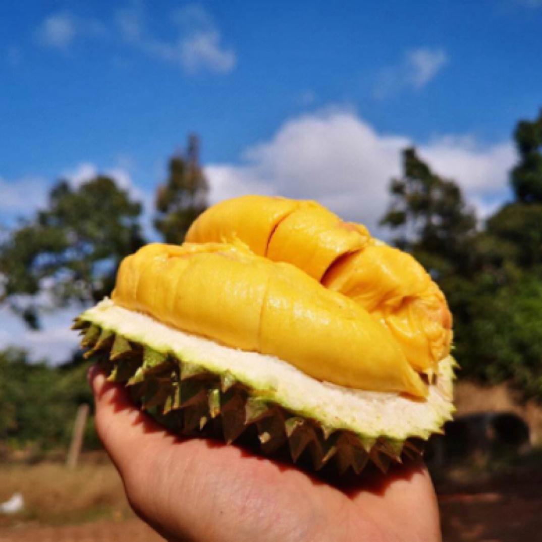 小仙女套餐，300克左右的新鲜核小金枕肉肉金枕泰国