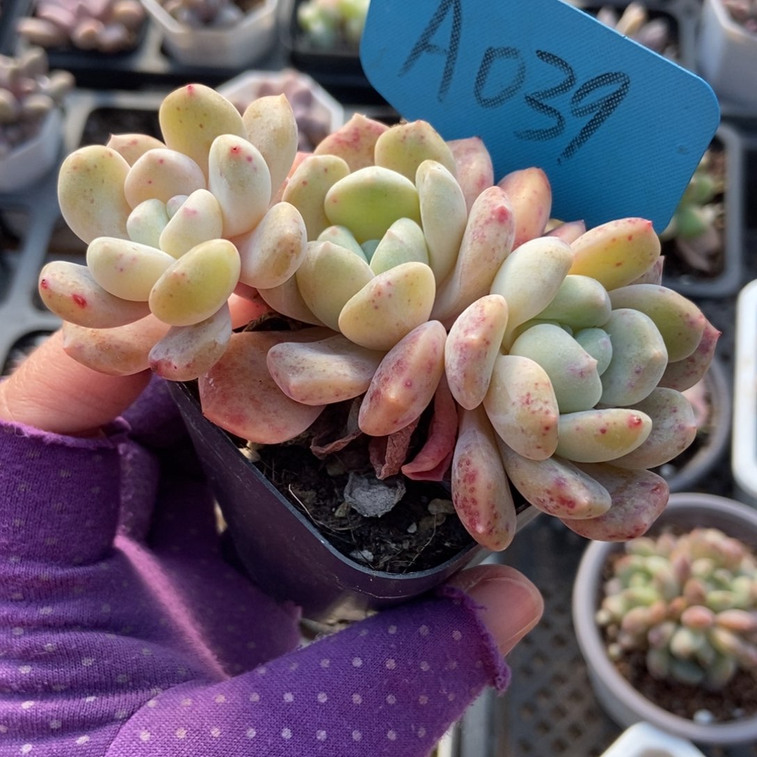 039蛋塔多肉植物多肉