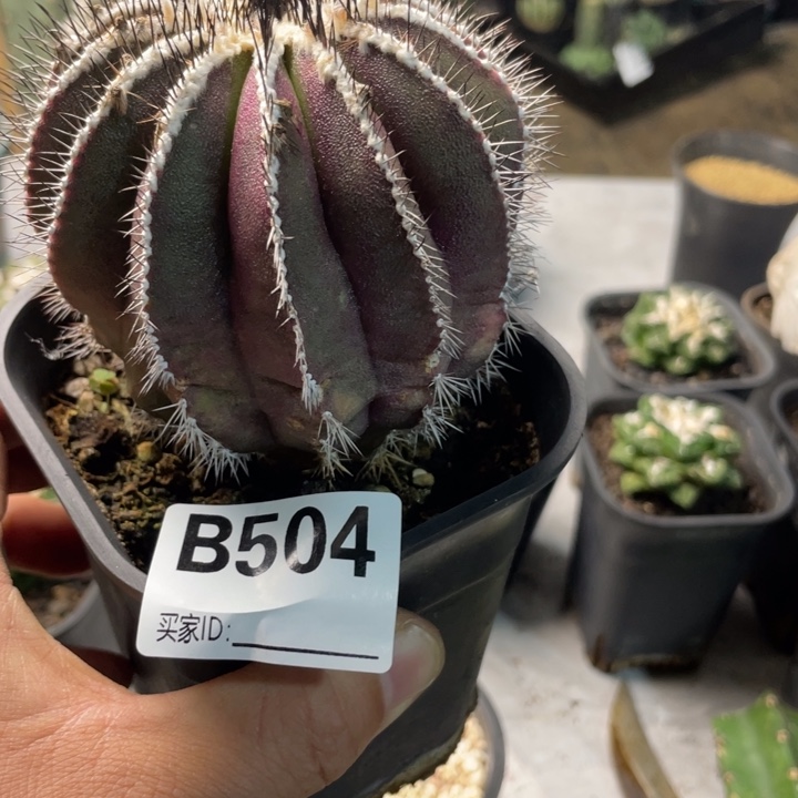 k****504尤博锦仙人球一个