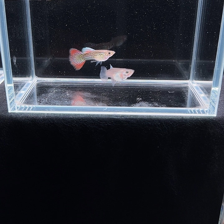 孔雀鱼红蕾丝孔雀鱼