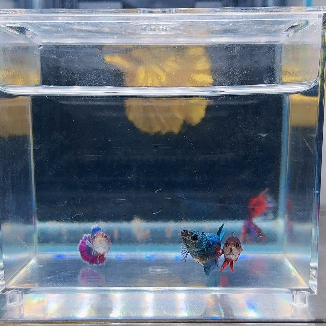 斗鱼活体观赏鱼好养耐活