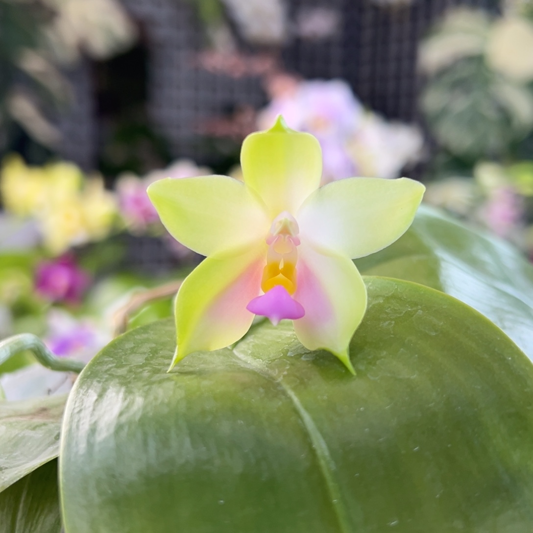 完全开放3号开播福利，58米漏