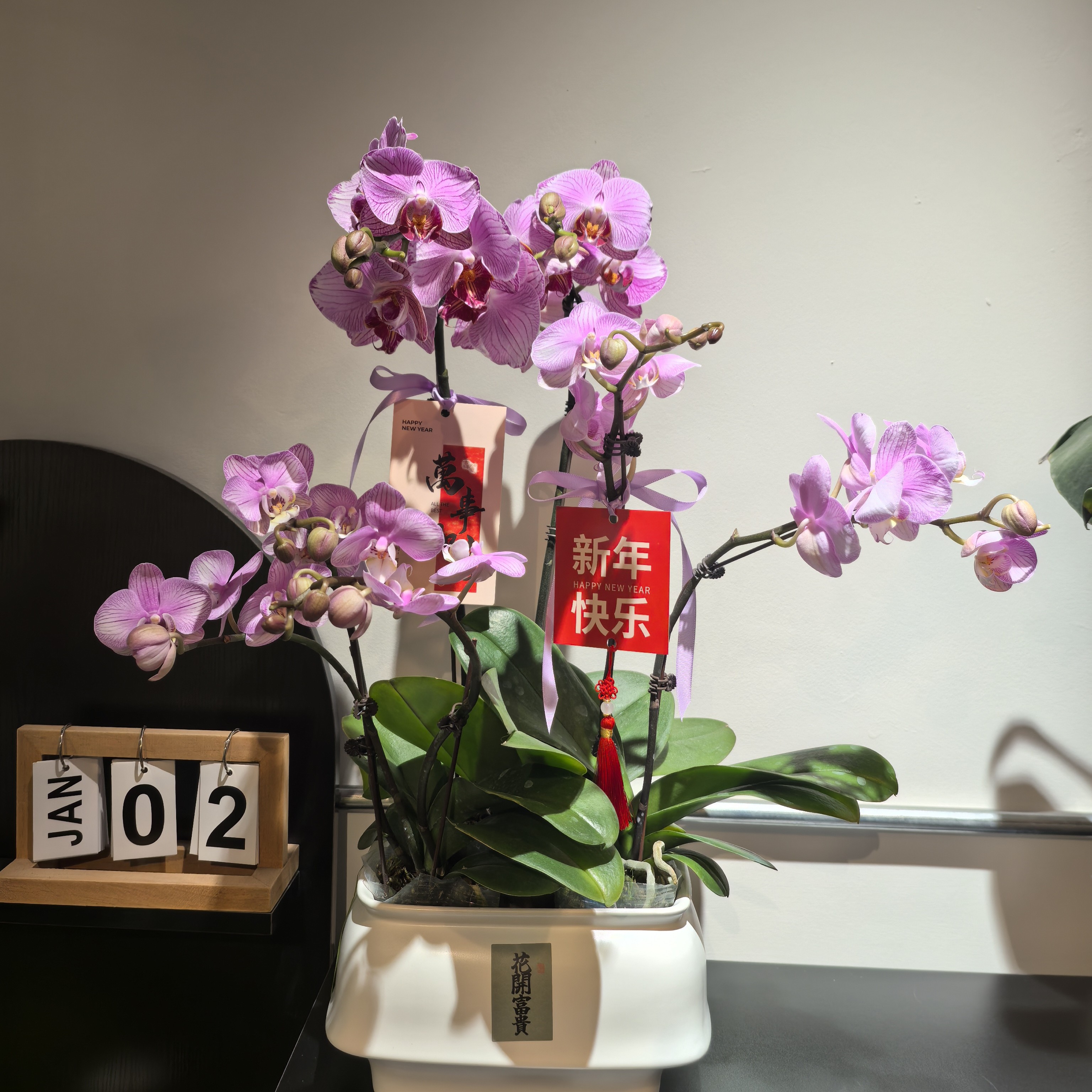 吉祥如意花开富贵蝴蝶兰粉色系组盆含花盆挂件