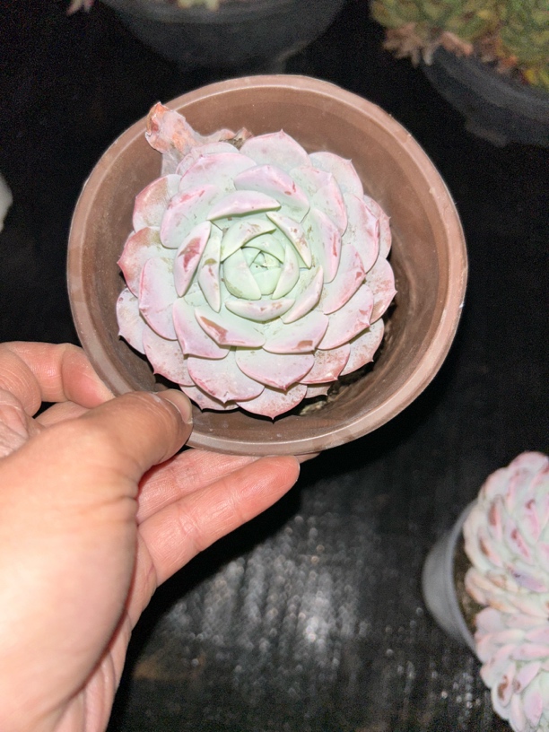 恩宠多肉植物      全场满16.8包邮，实物以直播展示为准