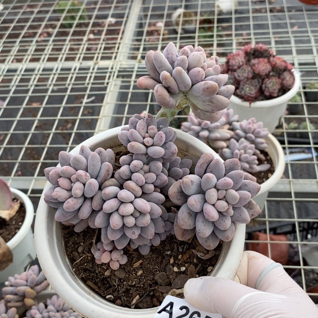 265汤圆多头一物一拍