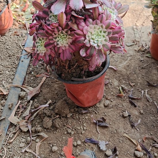 铜壶白锦加急发货17