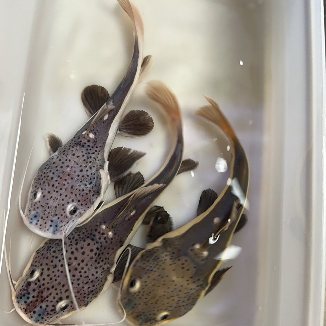 招财猫鱼苗狗仔鲸红尾猫底层鲶鱼热带观赏鱼大型龙鱼配鱼