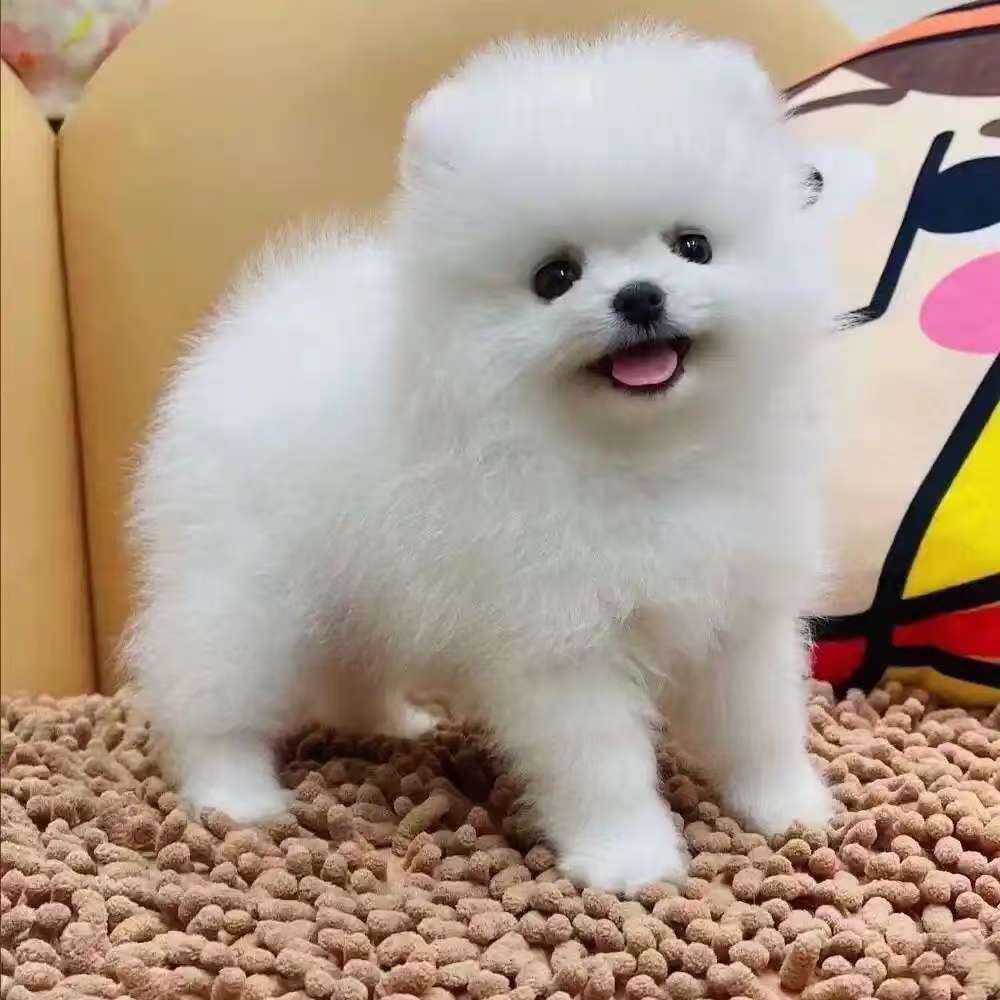 超宠博美茶杯犬精品狗狗活体通用