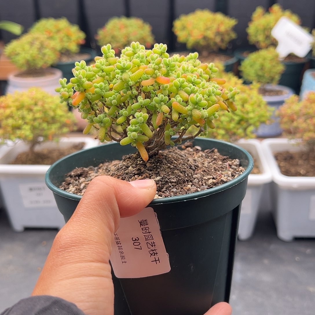 307号金桔糖球12.5多肉