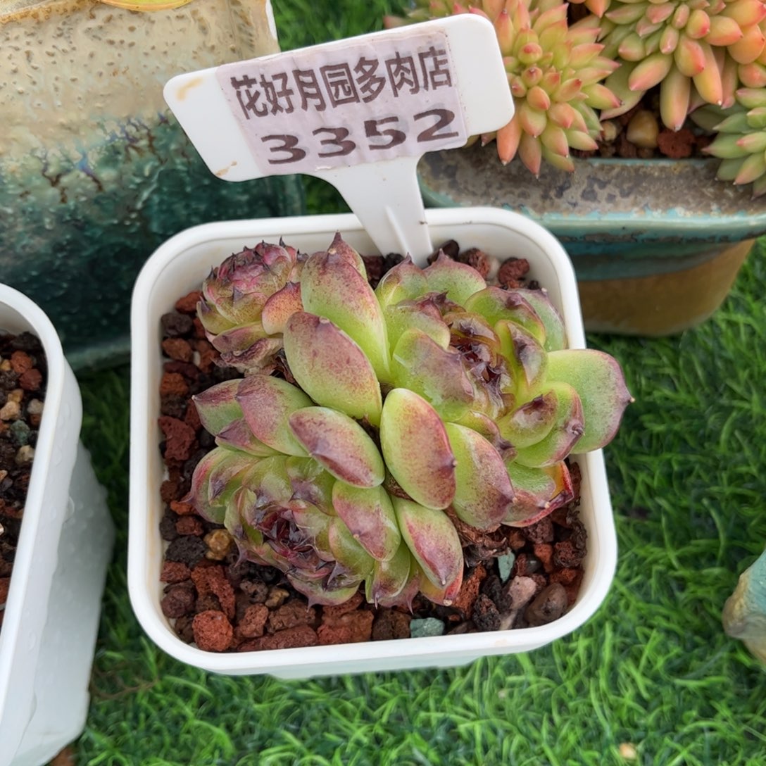 多肉植物3352 一定要拍个冷链哦