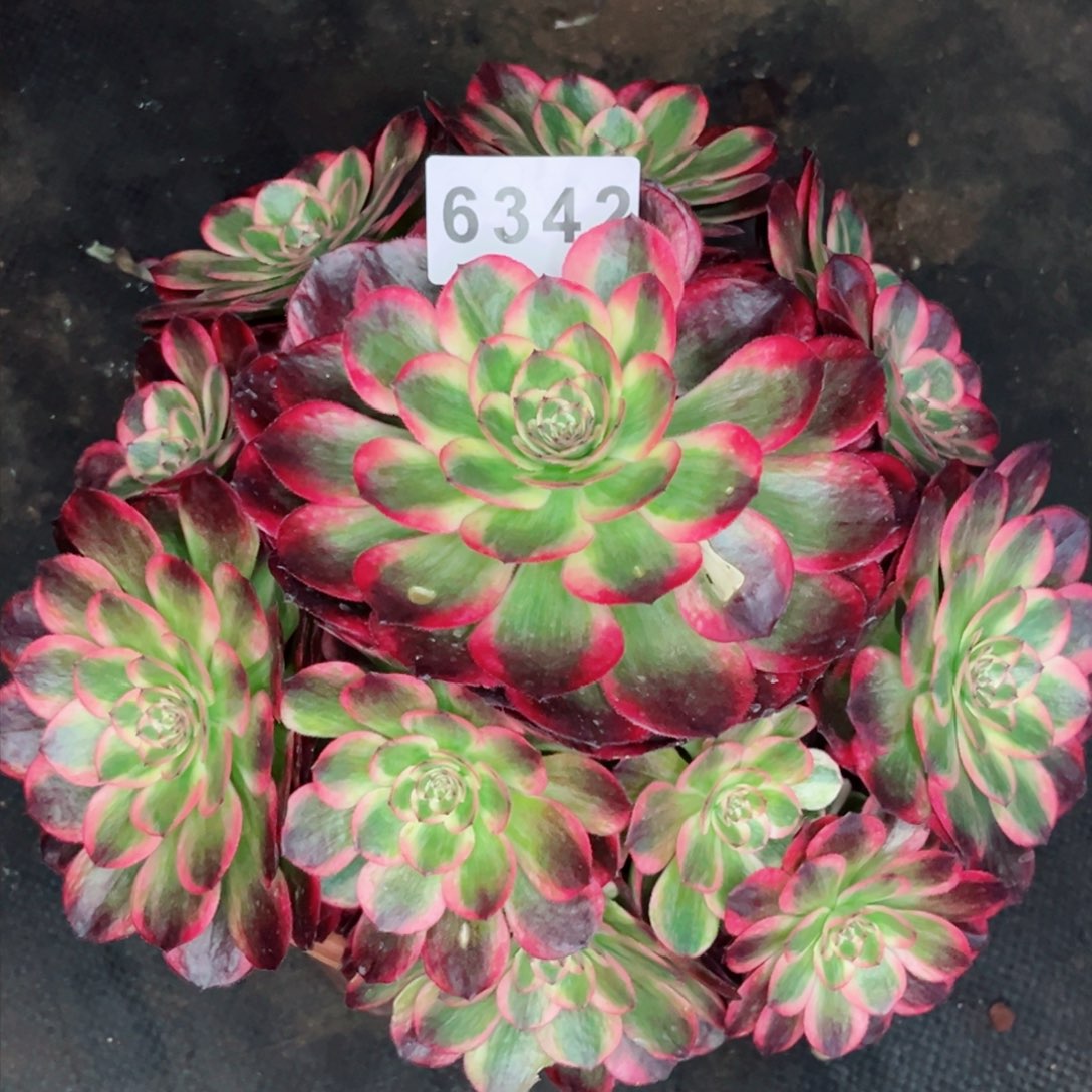 云荷捧花多肉发货