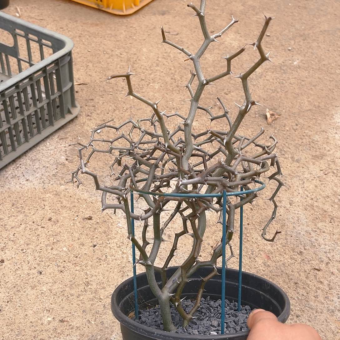 潮流植物弯曲龙小树款漏